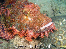 Scorpion fish on bottom, Puerto Galera by Wendy Mitchell 
